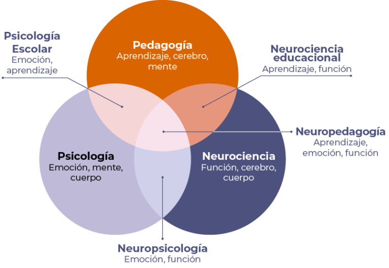 ¿Qué es la neuroeducación?
